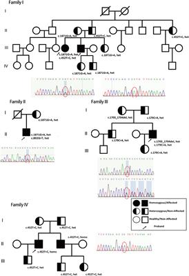 Novel Alanyl-tRNA Synthetase 2 Pathogenic Variants in Leukodystrophies